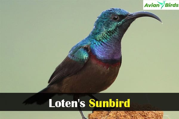 Loten's Sunbird