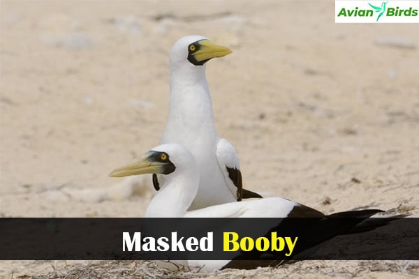 Masked Booby