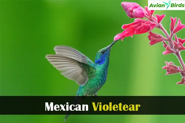 Mexican Violetear