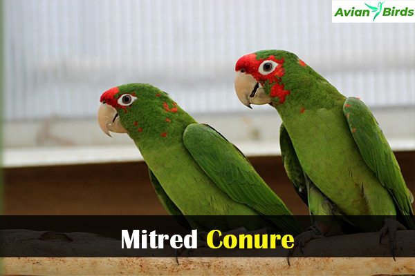 Mitred Conure