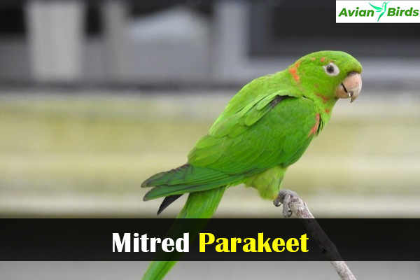 Mitred Parakeet