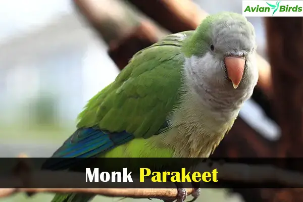 Monk Parakeet