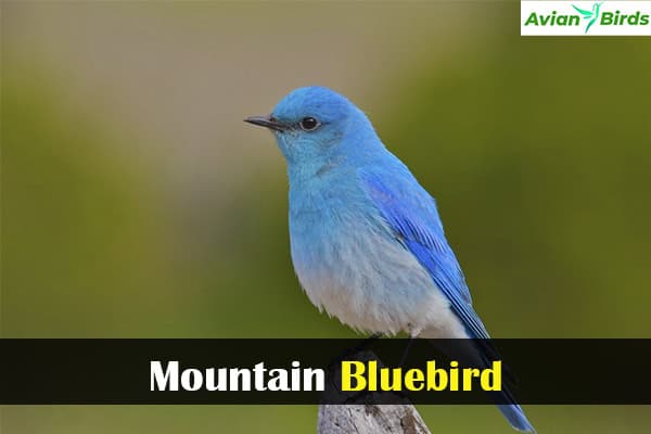 Mountain Bluebird