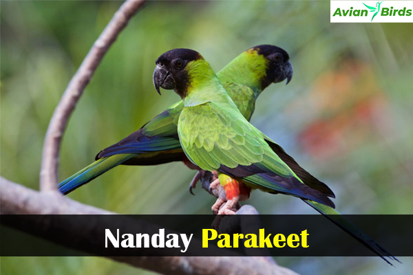 Nanday Parakeet