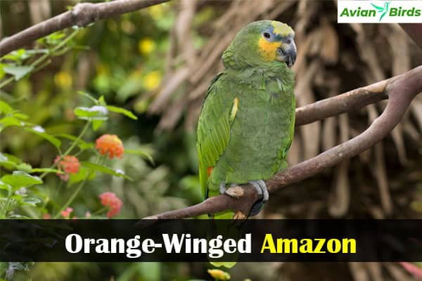 Orange-Winged Amazon