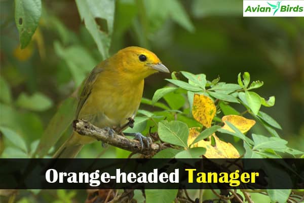 Orange-headed Tanager