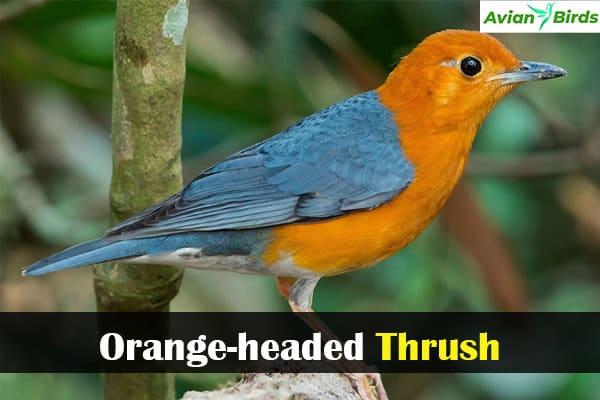 Orange-headed Thrush