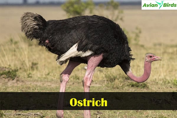 Ostrich