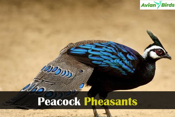 Peacock Pheasants