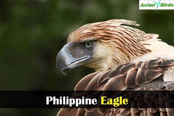 Philippine Eagle