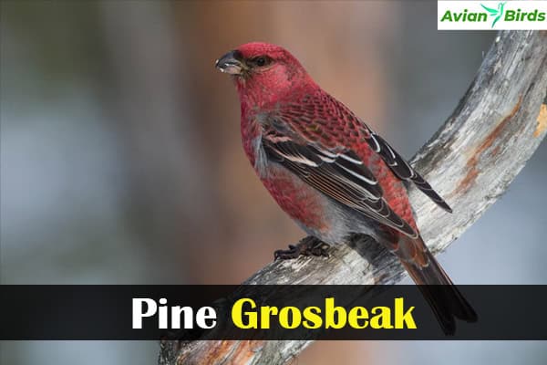 Pine Grosbeak