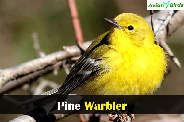 Pine Warbler