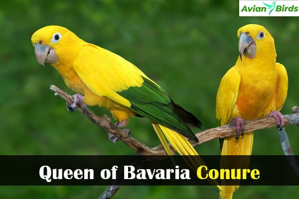 Queen of Bavaria Conure