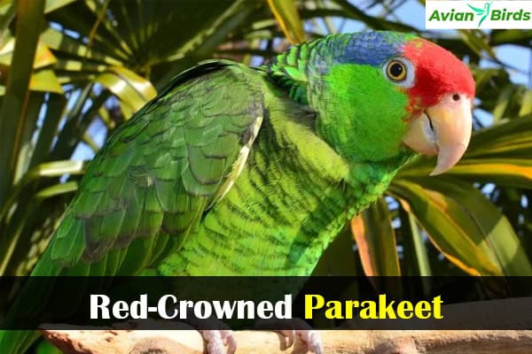 Red-Crowned Parakeet