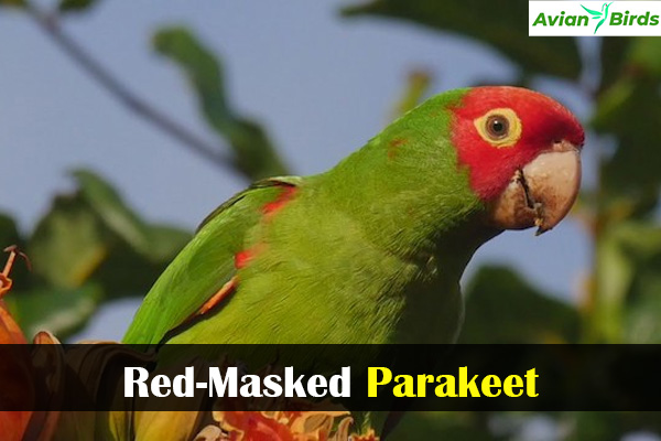 Red-Masked Parakeet