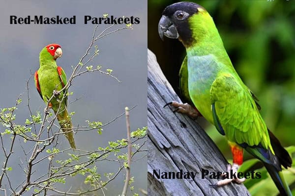 Red-Masked and Nanday Parakeets