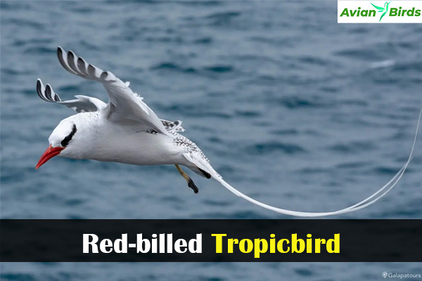 Red-billed Tropicbird