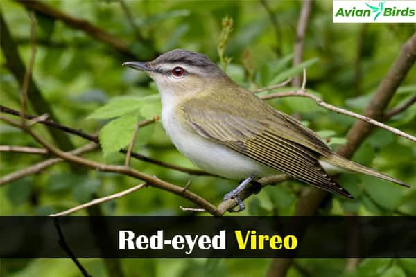 Red-eyed Vireo