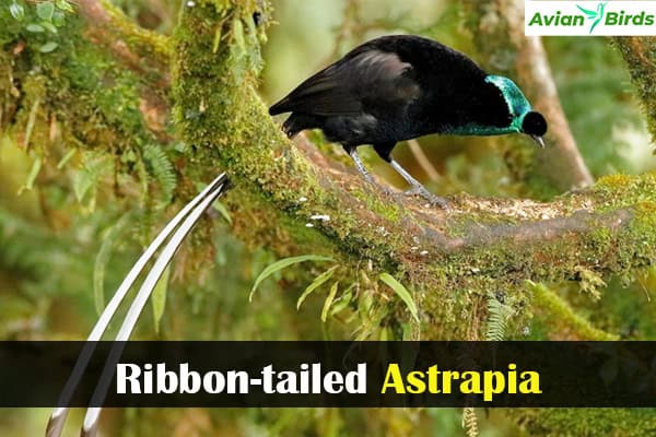 Ribbon-tailed Astrapia