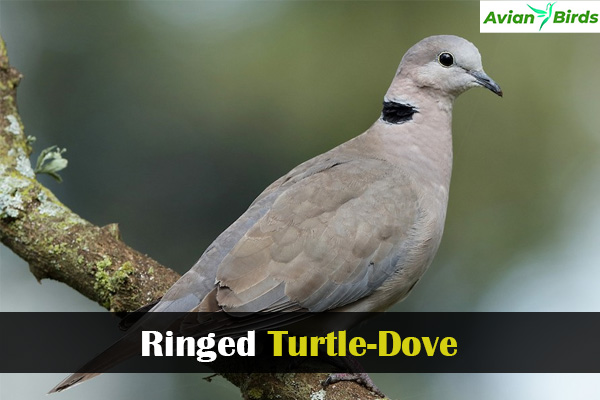 Ringed Turtle-Dove