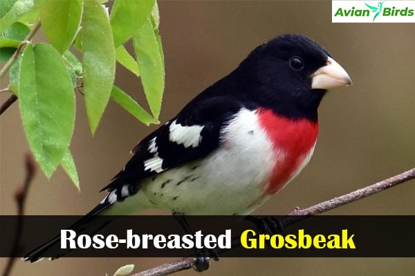 Rose-breasted Grosbeak