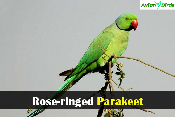 Rose-ringed Parakeet