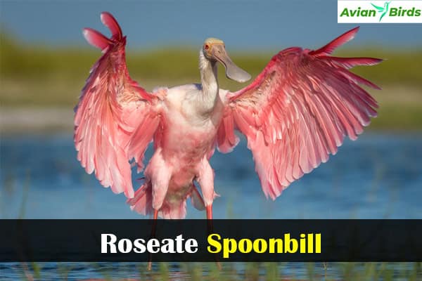 Roseate Spoonbill