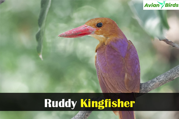 Ruddy Kingfisher