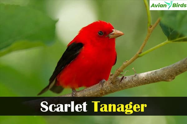 Scarlet Tanager