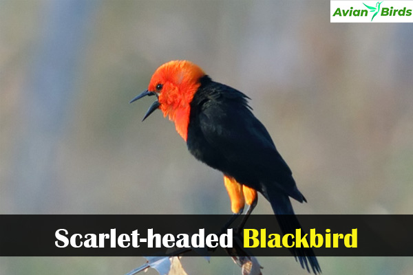 Scarlet-headed Blackbird