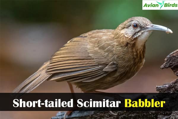 Short-tailed Scimitar Babbler