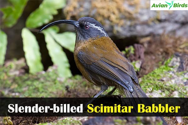 Slender-billed Scimitar Babbler