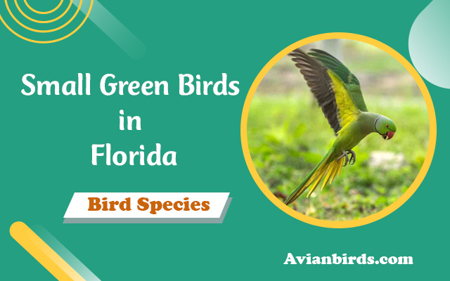 13 Species of Small Green Birds in Florida (With Photos)