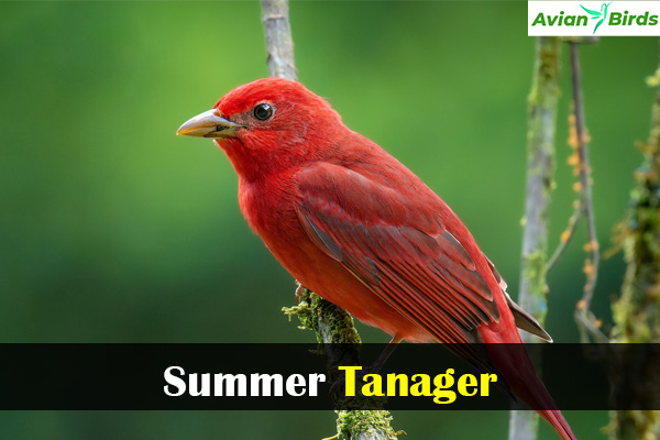 Summer Tanager