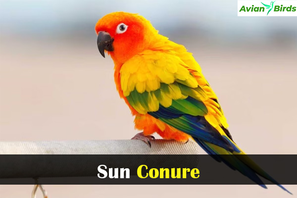 Sun Conure