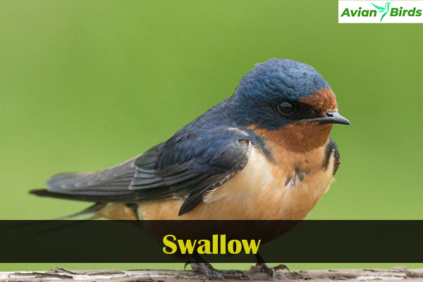 Swallow