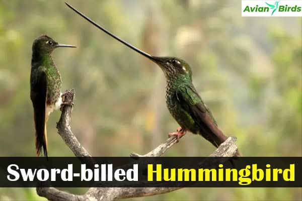 Sword-billed Hummingbird