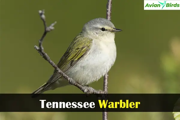 Tennessee Warbler