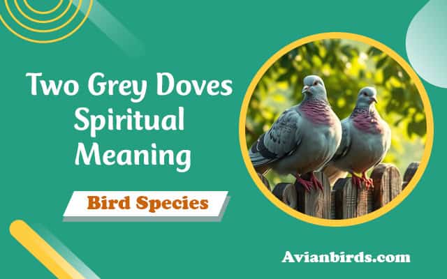 Two Grey Doves Spiritual Meaning