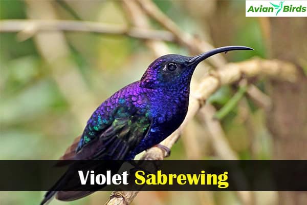 Violet Sabrewing