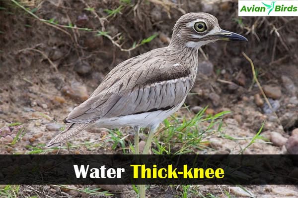 Water Thick-knee