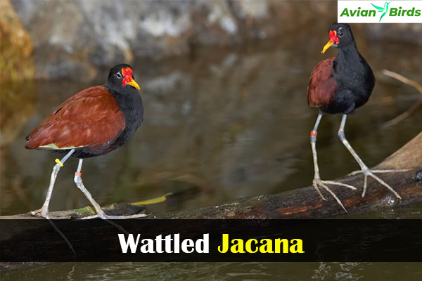 Wattled Jacana