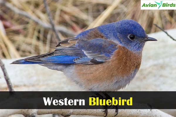 Western Bluebird