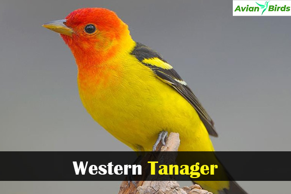 Western Tanager