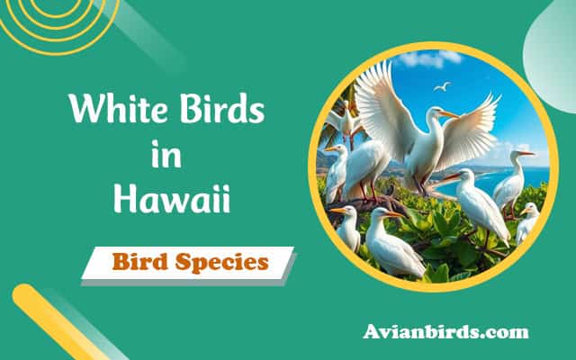 White Birds in Hawaii