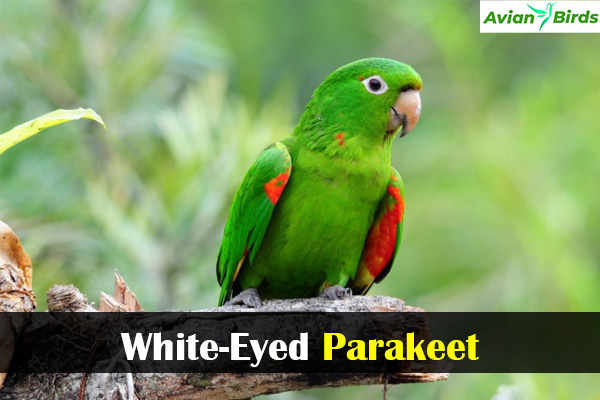 White-Eyed Parakeet