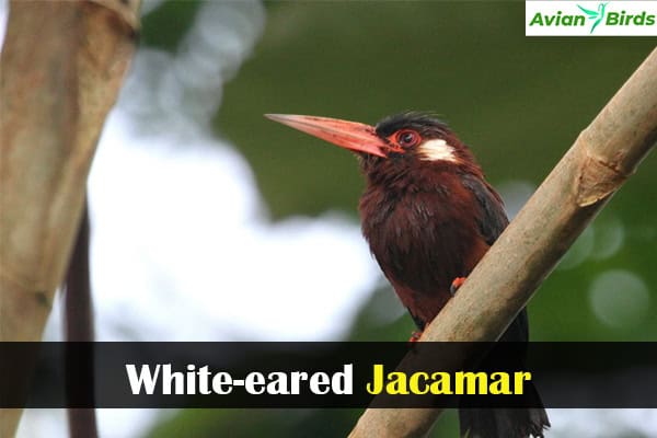 White-eared Jacamar