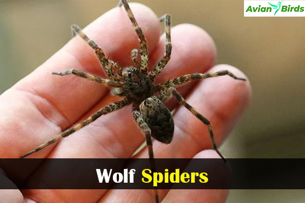 Wolf Spiders