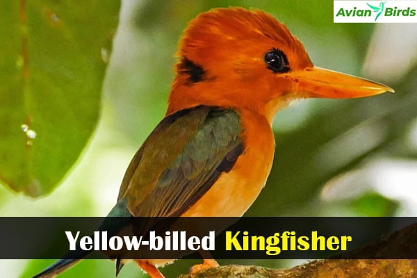 Yellow-billed Kingfisher