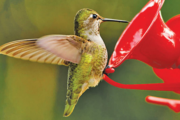 hummingbirds in oklahoma